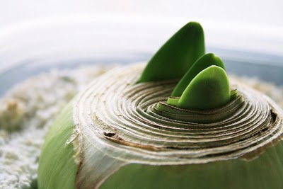 EmergingAmaryllisSmall