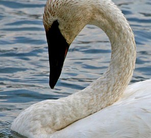 trumpeter_swan