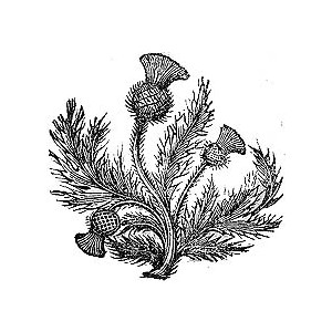 Thistle