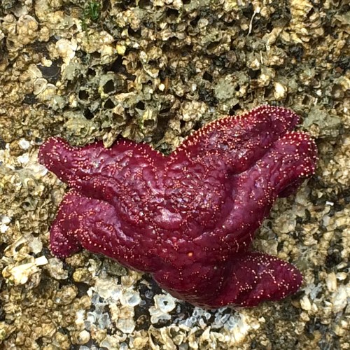 Starfish