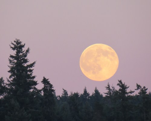 moon-over-forest